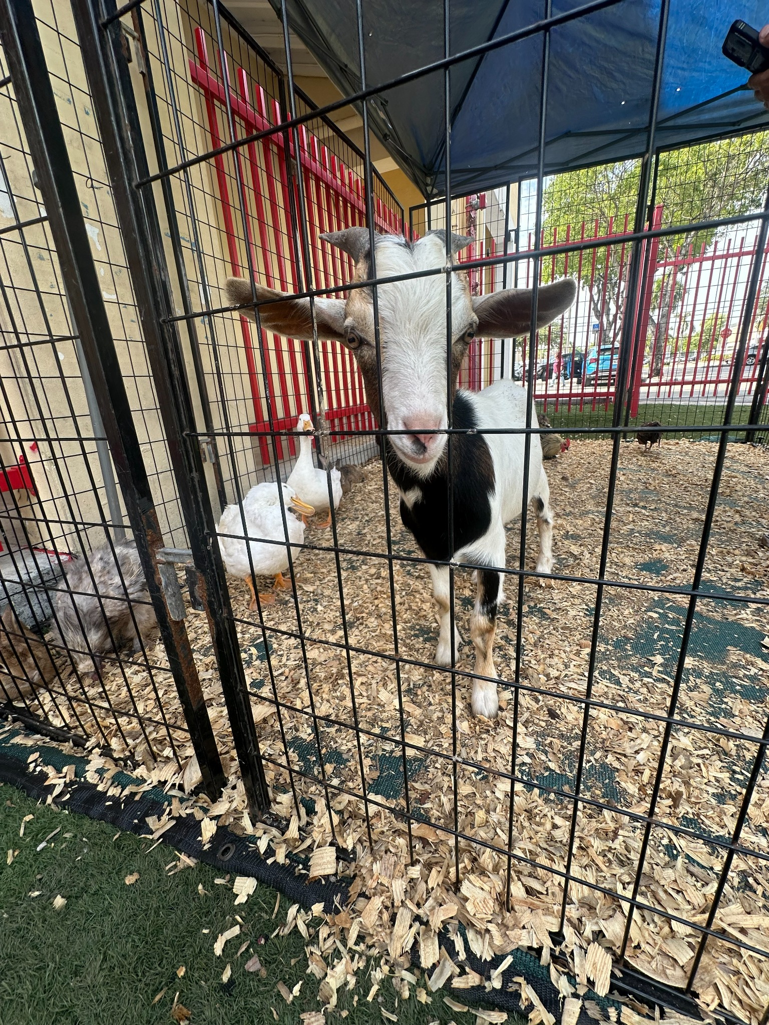 goat at Fun Games petting zoo event